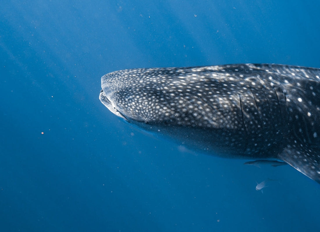 Diving with Whale Sharks in the Maldives — The Story Behind Gentle Giant