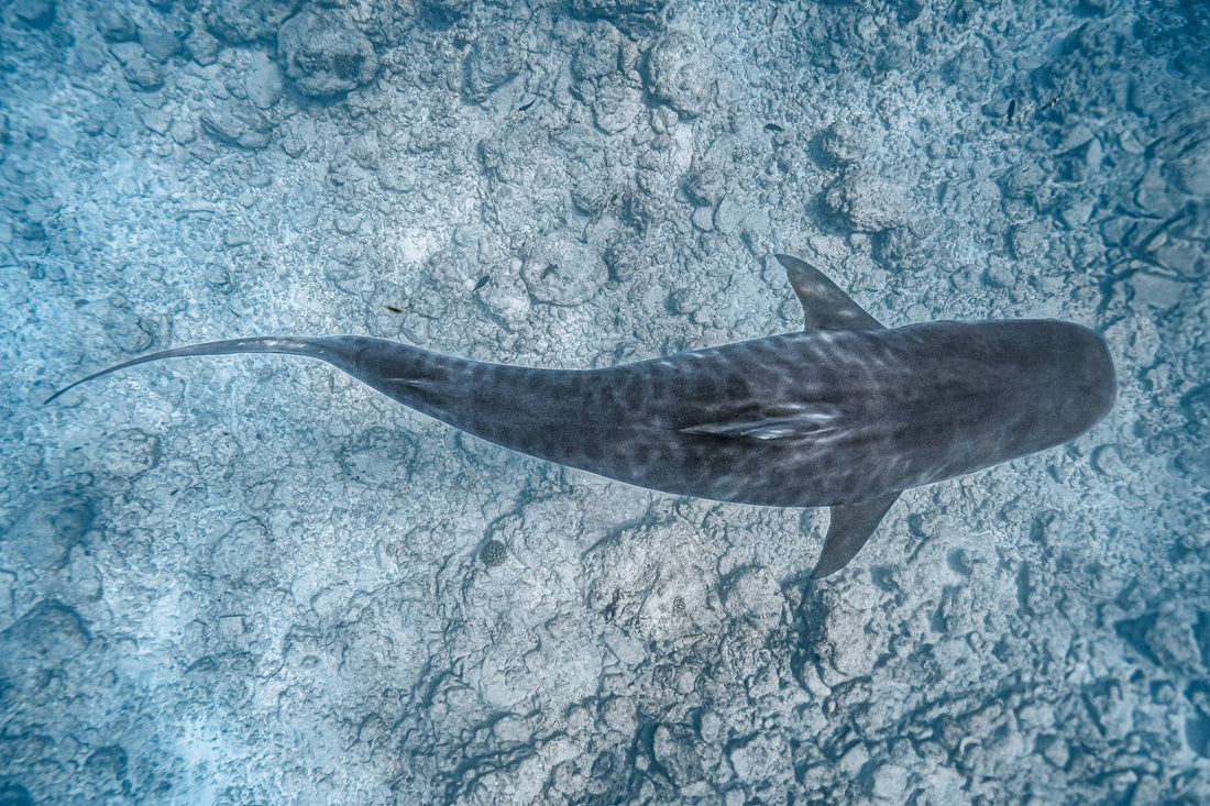 Apex — tiger shark fine art print, freediving in Fuvahmulah Maldives, top-down perspective underwater photography by Aqua Visions Photography