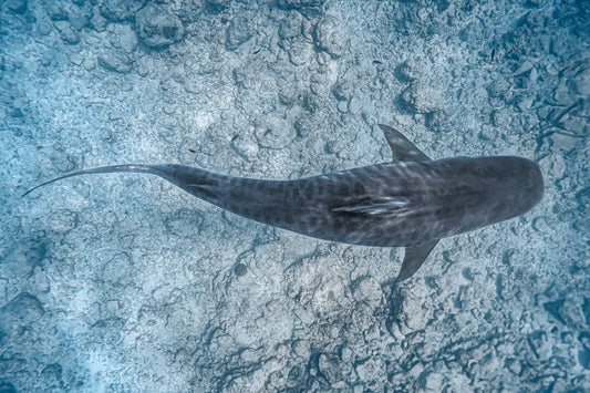 Apex — tiger shark fine art print, freediving in Fuvahmulah Maldives, top-down perspective underwater photography by Aqua Visions Photography